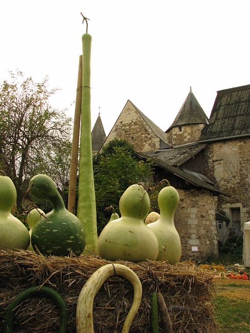 0823344.jpg - Quelques Lagenaria devant le prieuré