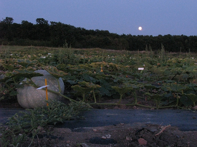 0210_0922044.jpg - Clair de lune sur Iran