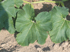 Cucurbita maxima Citron fourrager; feuilles