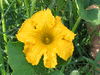 Cucurbita maxima Courge du Prou; fleurs-M