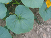 Cucurbita maxima Courge du Prou; feuilles