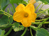 Cucurbita maxima Potimarron; fleurs-M