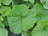 Cucurbita maxima Gante standard; feuilles