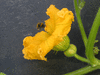 Cucurbita maxima Potiron jaune gros de Paris; fleurs-F