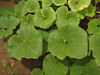 Cucurbita maxima Hopi pale grey; feuilles