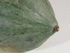 Cucurbita maxima Hopi pale grey; ombilics