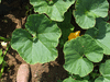 Cucurbita maxima Giraumon turban plat; feuilles