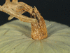 Cucurbita maxima Libra; pedoncules