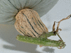 Cucurbita maxima Yakima Marblehead; pedoncules