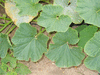Cucurbita maxima Georgia candy roaster; feuilles