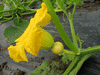 Cucurbita maxima Alexander's copper; fleurs-F