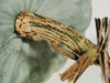 Cucurbita maxima Odawa's runner; pedoncules