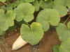 Cucurbita maxima Rainbow Banana; feuilles