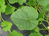 Cucurbita maxima Potiron Blanc du Dauphin; feuilles