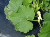 Cucurbita maxima F1 superior; feuilles