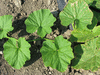 Cucurbita maxima D'Iran; feuilles