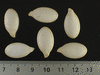 Cucurbita maxima D'Iran; graines