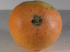 Cucurbita maxima Amerikanish pumpkin; ombilics