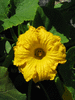 Cucurbita maxima F1 Speckled Hound; fleurs-M