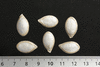 Cucurbita maxima Flat white boer mini; graines
