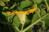 Cucurbita pepo Melonette jaspe de Vende; fleurs-M