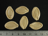 Cucurbita pepo Citrouille de Touraine; graines