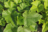 Cucurbita pepo Mini baby boo; feuilles
