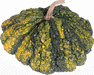Cucurbita pepo Ptisson verruqueux panach; fruits