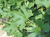 Cucurbita pepo Ptisson verruqueux panach; feuilles
