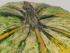 Cucurbita pepo Ptisson verruqueux panach; pedoncules