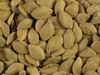 Cucurbita pepo Ptisson verruqueux panach; graines