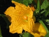 Cucurbita pepo F1 Ptisson jaune sunburst; fleurs-F