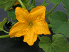 Cucurbita pepo F1 Ptisson jaune sunburst; fleurs-M
