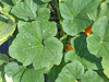 Cucurbita pepo F1 Ptisson jaune sunburst; feuilles