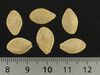 Cucurbita pepo F1 Ptisson jaune sunburst; graines