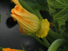 Cucurbita pepo Ptisson orange; fleurs-F
