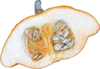 Cucurbita pepo Ptisson orange; coupes