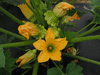 Cucurbita pepo Ptisson jaune panach vert; fleurs-M
