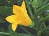 Cucurbita pepo Ptisson jaune panach vert; fleurs-F