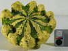 Cucurbita pepo Ptisson jaune panach vert; fruits