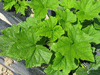 Cucurbita pepo Ptisson jaune panach vert; feuilles