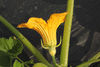 Cucurbita pepo Ptisson jaune panach vert; fleurs-M