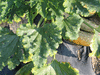 Cucurbita pepo Courgette verte marachre; feuilles