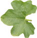 Cucurbita pepo Steinhir old kurbis; feuilles