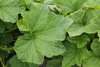 Cucurbita pepo F1 Sincrit; feuilles