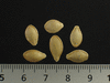 Cucurbita pepo Coloquinte plate raye; graines