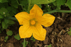 Cucurbita pepo Coloquinte balle blanche; fleurs-F