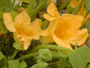 Cucurbita pepo Ptisson vert et blanc; fleurs-F
