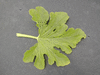 Cucurbita pepo Ptisson vert et blanc; feuilles