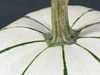 Cucurbita pepo Ptisson vert et blanc; pedoncules